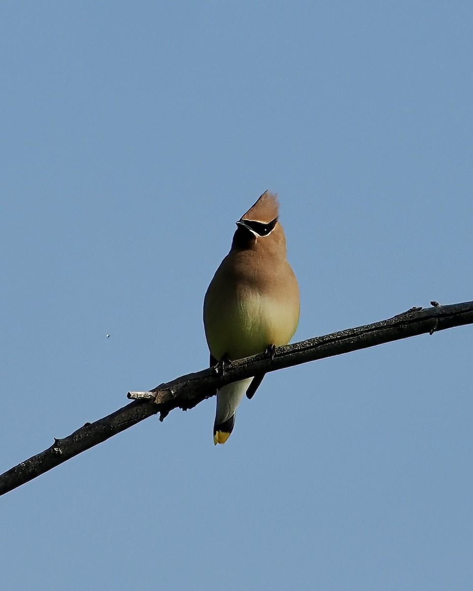 Cedar Waxwing - ML620297674