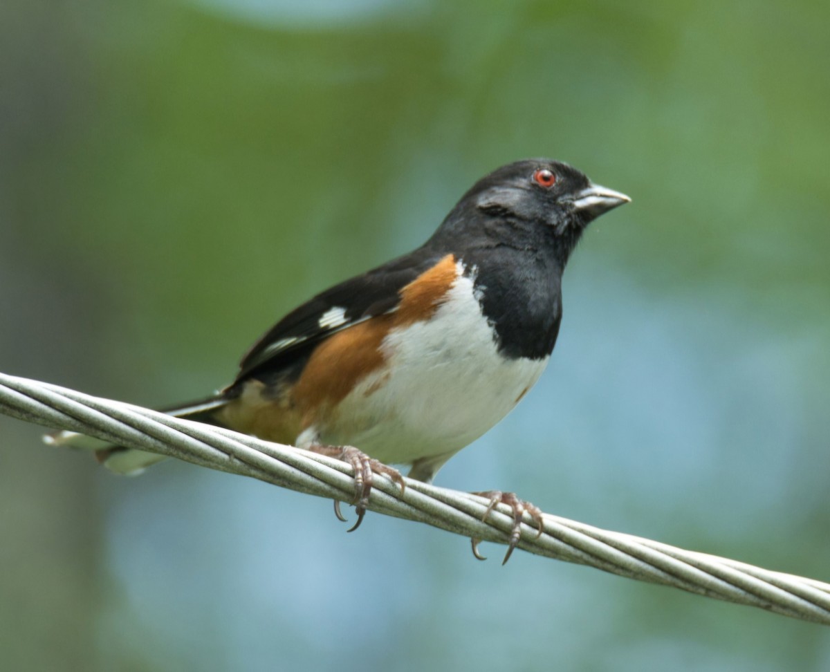 Eastern Towhee - ML620297677