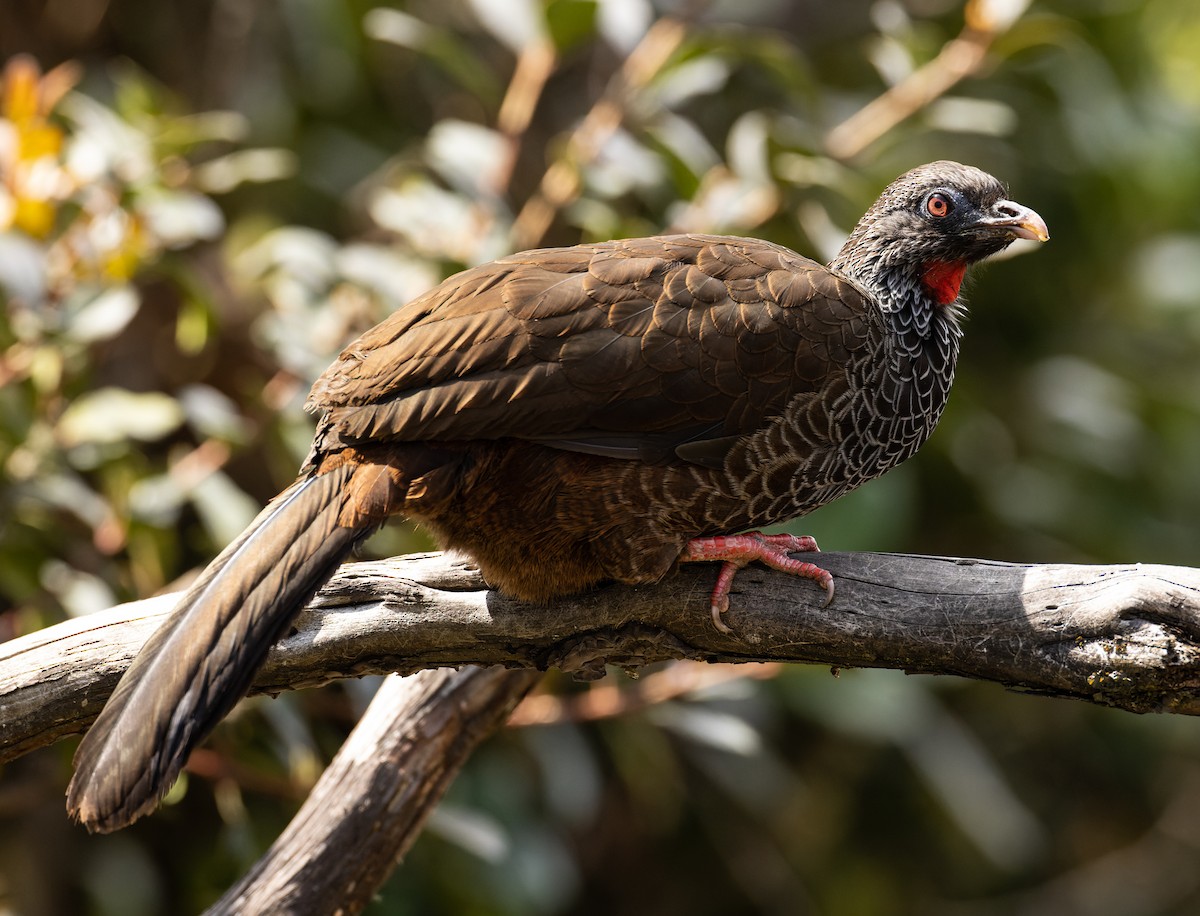 Andean Guan - Karen  Blisard