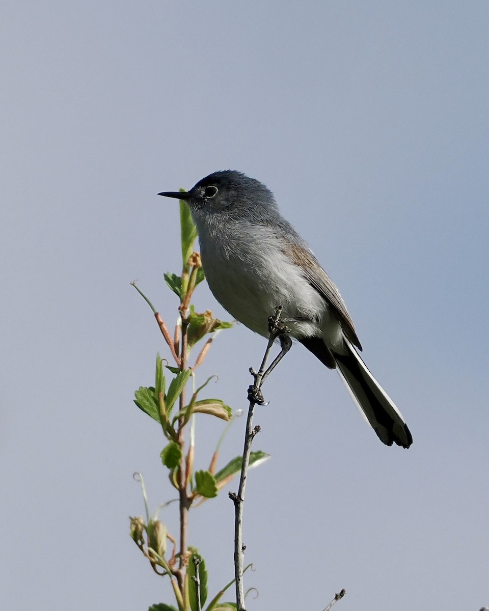 Blue-gray Gnatcatcher - ML620297679