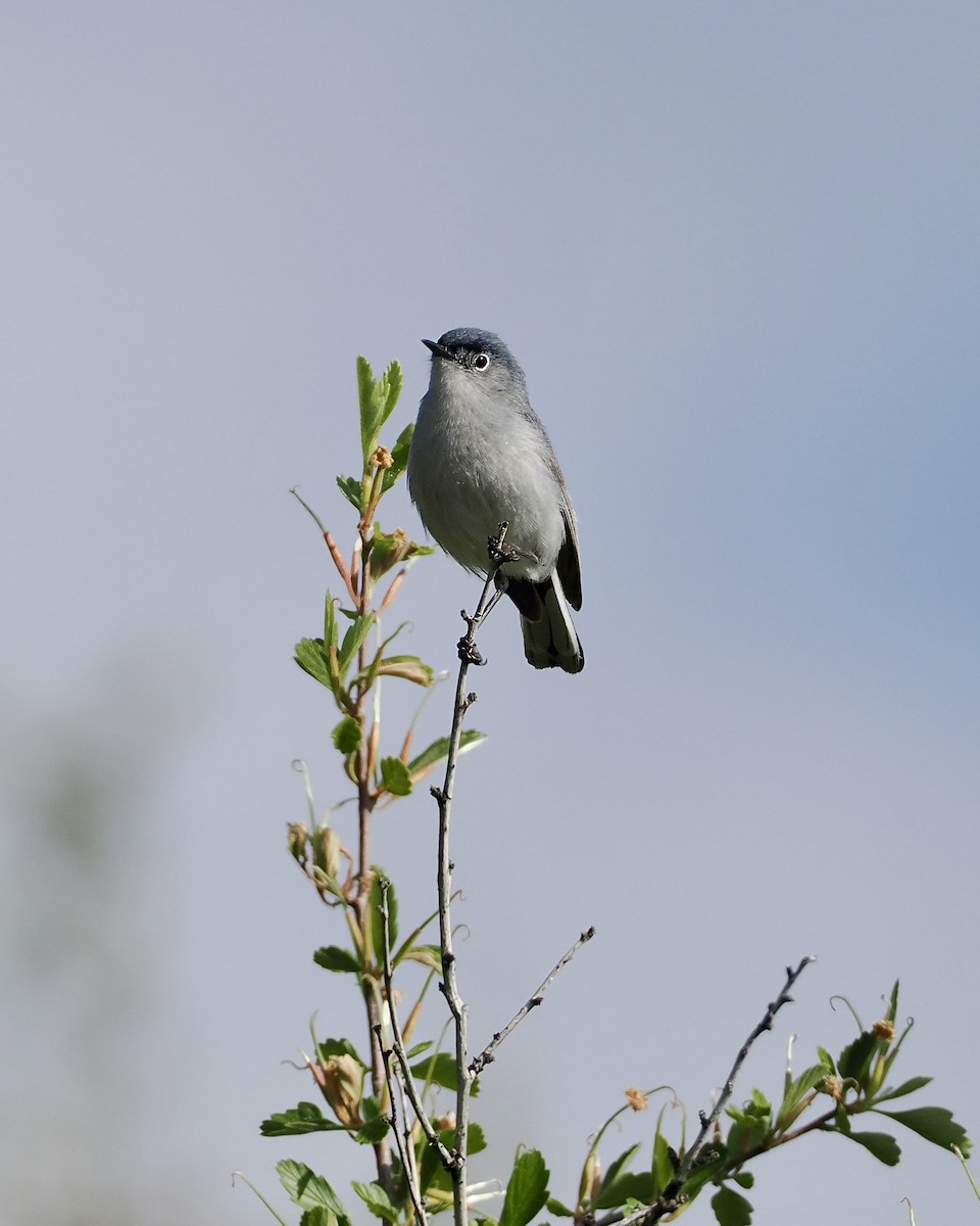 Blue-gray Gnatcatcher - ML620297680