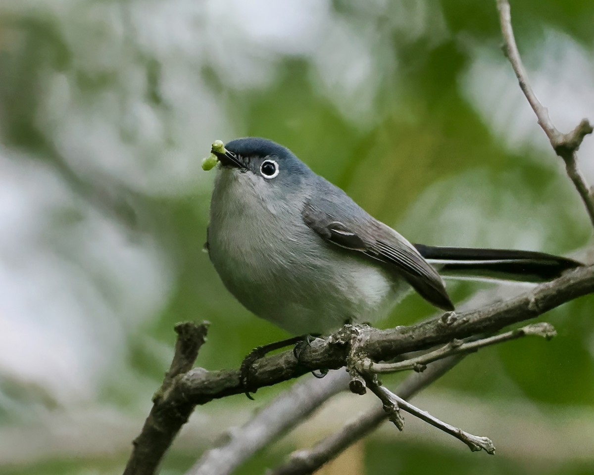 Blue-gray Gnatcatcher - ML620297681