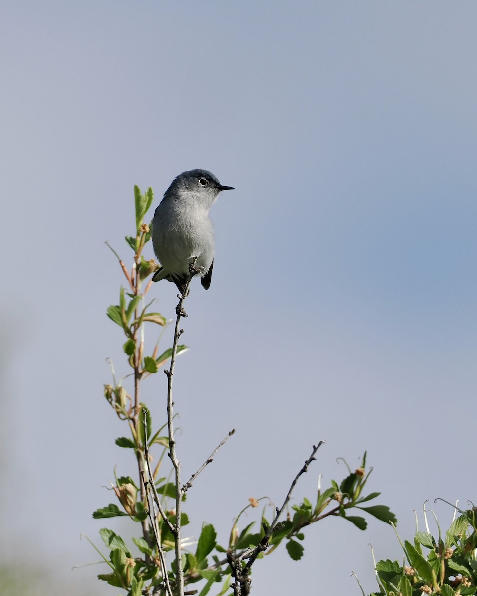 Blue-gray Gnatcatcher - ML620297682