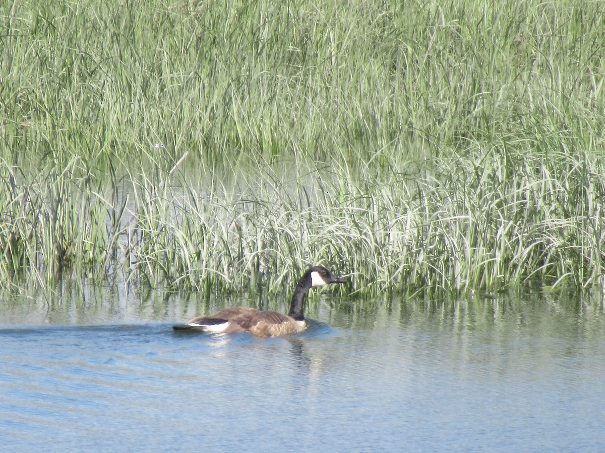 Canada Goose - ML620297693