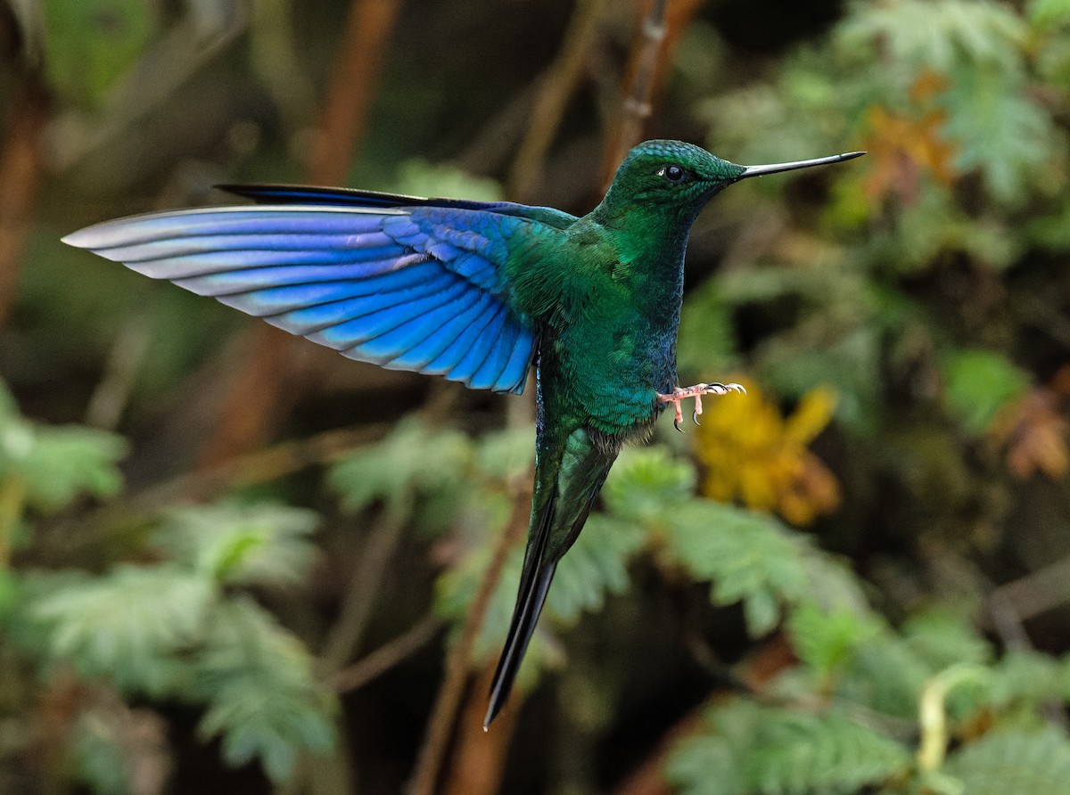 kolibřík modrokřídlý - ML620297694