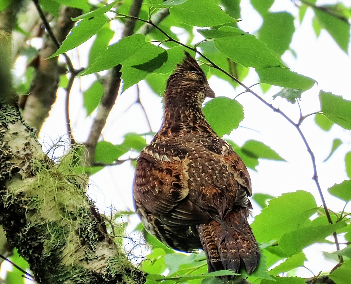 Ruffed Grouse - ML620297696