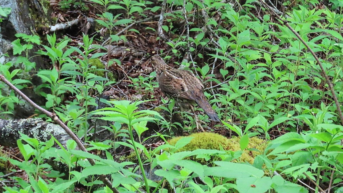 Ruffed Grouse - ML620297697