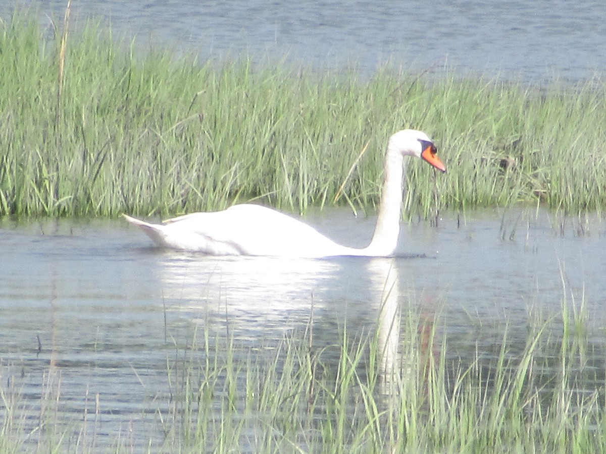 Mute Swan - ML620297698