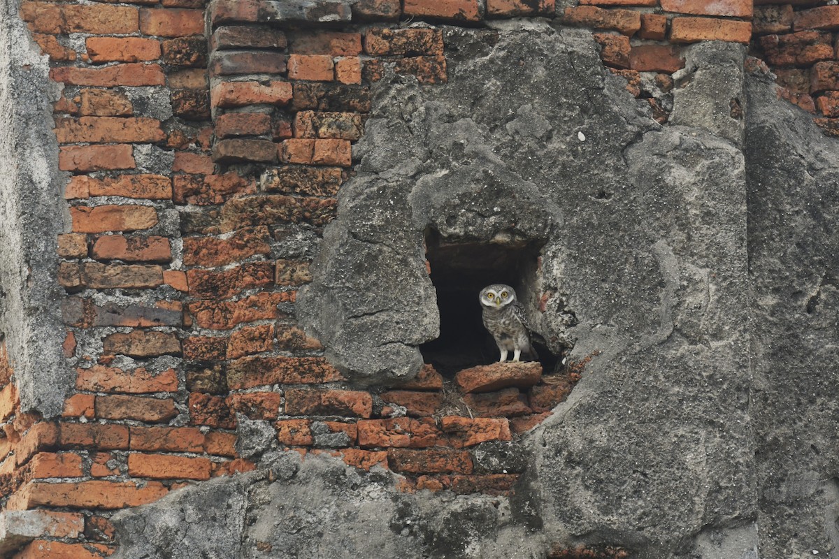 Spotted Owlet - ML620297702