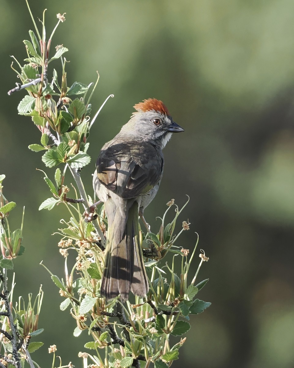 Green-tailed Towhee - ML620297703