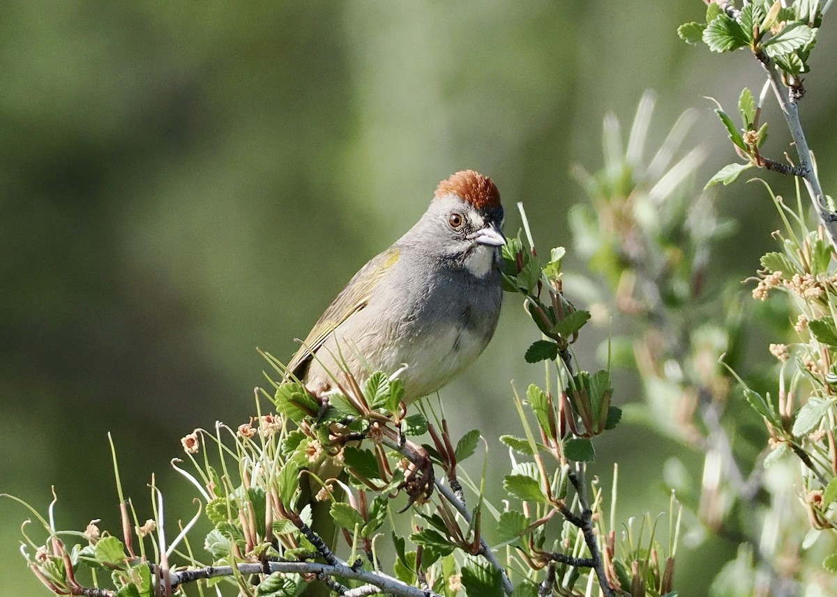 Green-tailed Towhee - ML620297705