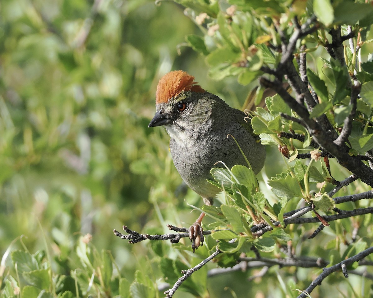 Green-tailed Towhee - ML620297706