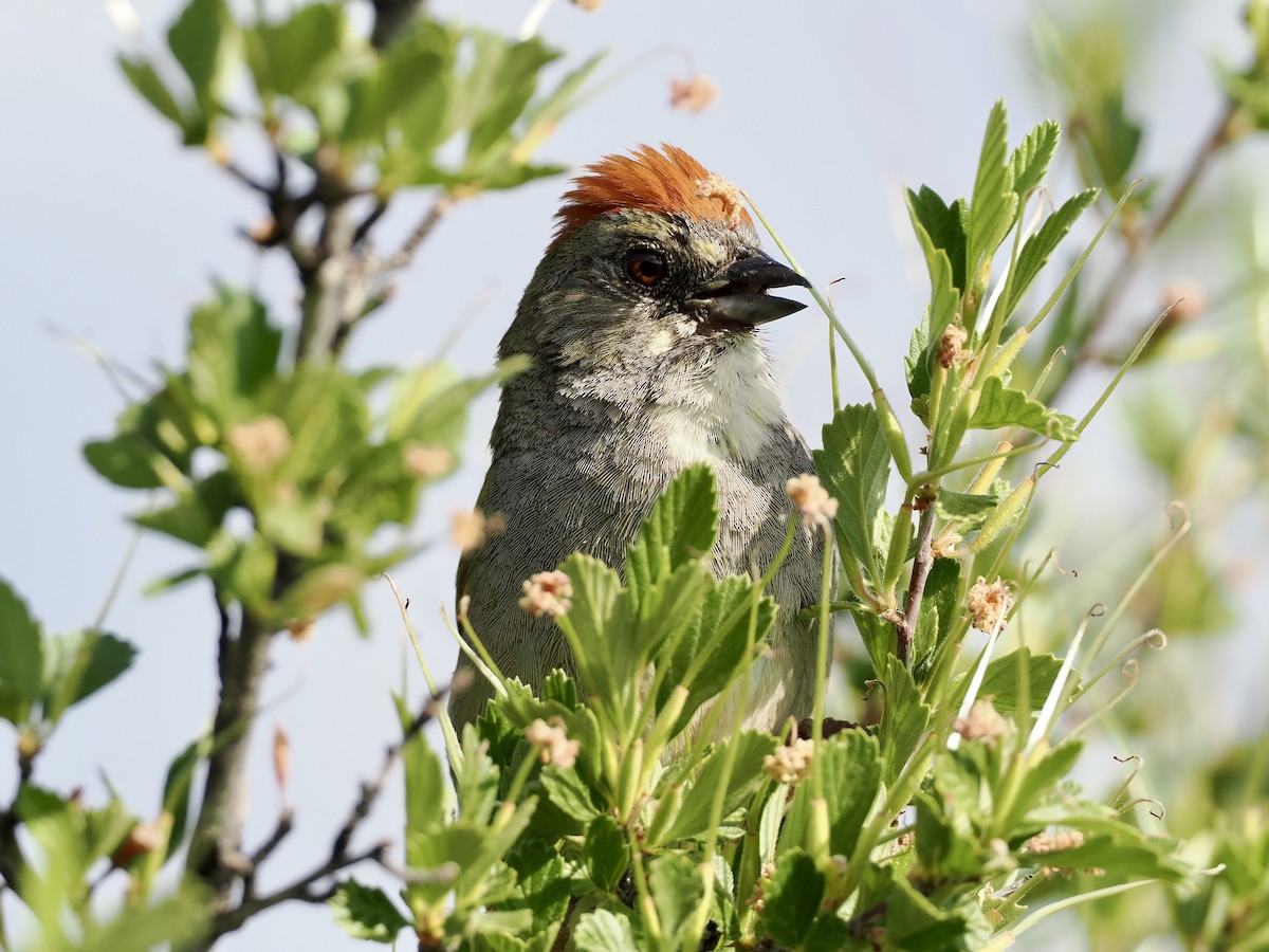 Green-tailed Towhee - ML620297708