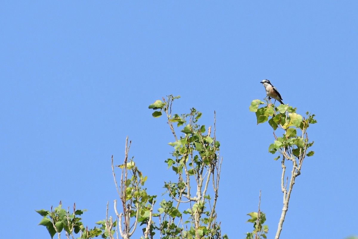 Masked Shrike - ML620297711