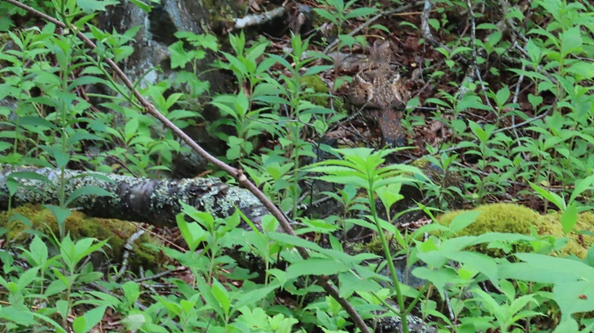 Ruffed Grouse - ML620297712