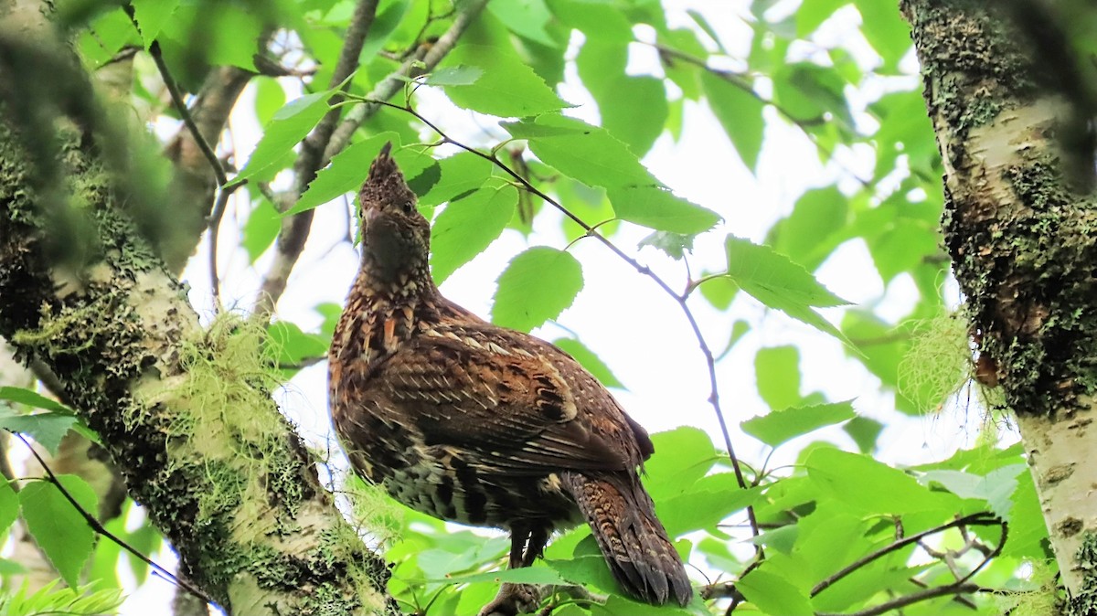 Ruffed Grouse - ML620297713