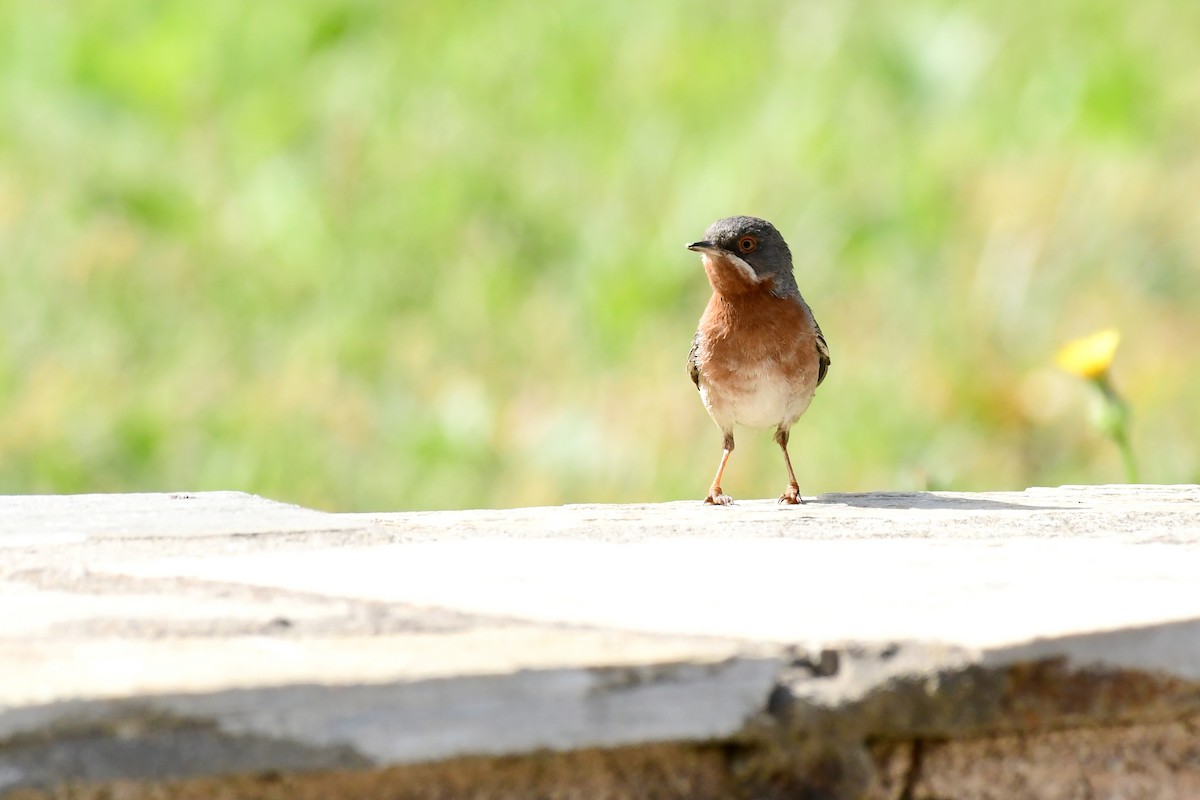 Eastern Subalpine Warbler - ML620297716