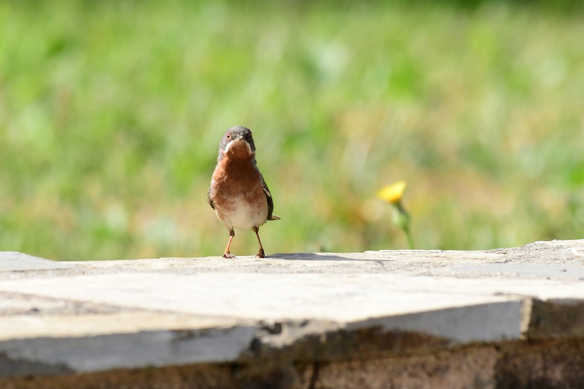 Eastern Subalpine Warbler - ML620297717