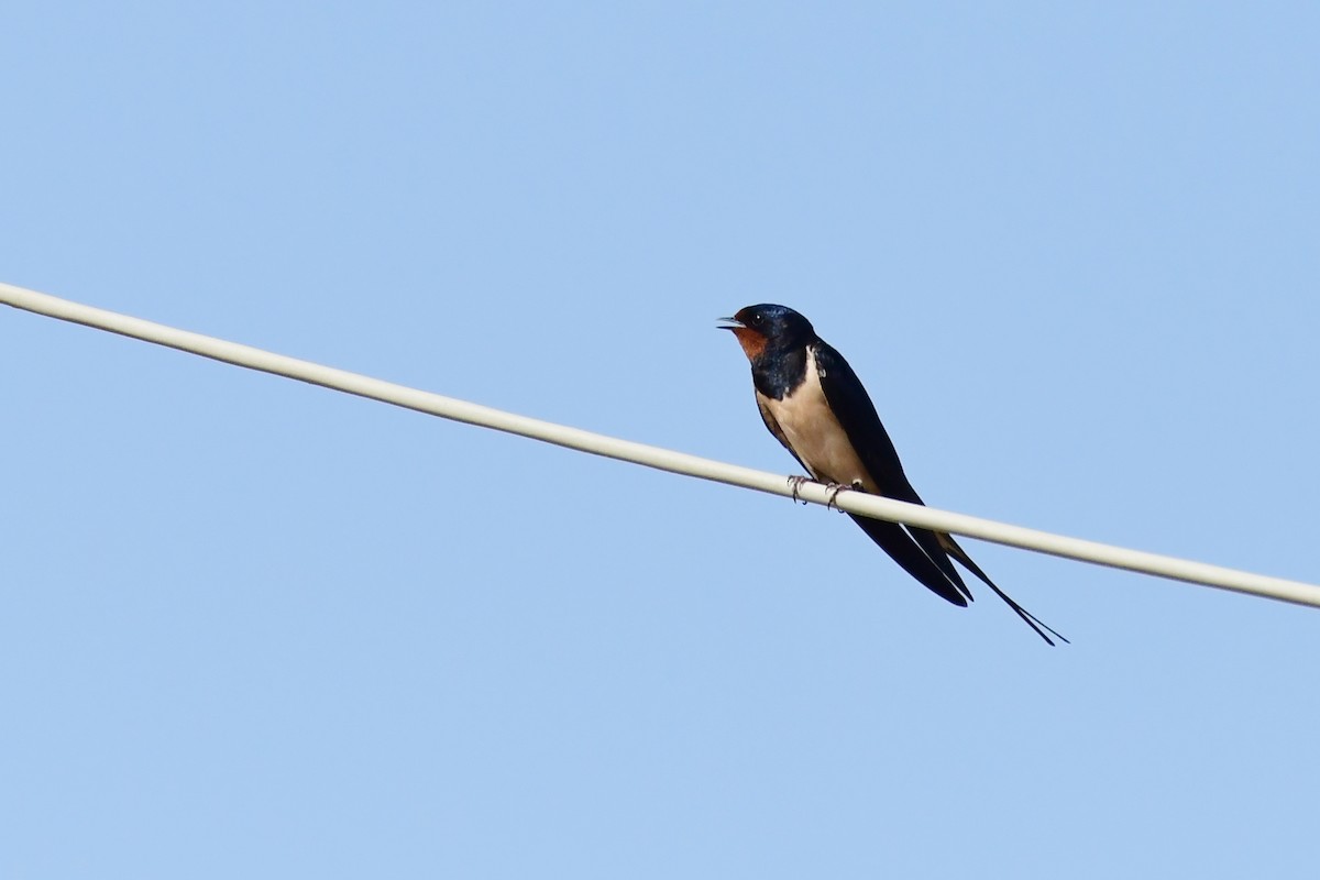 Barn Swallow - ML620297719