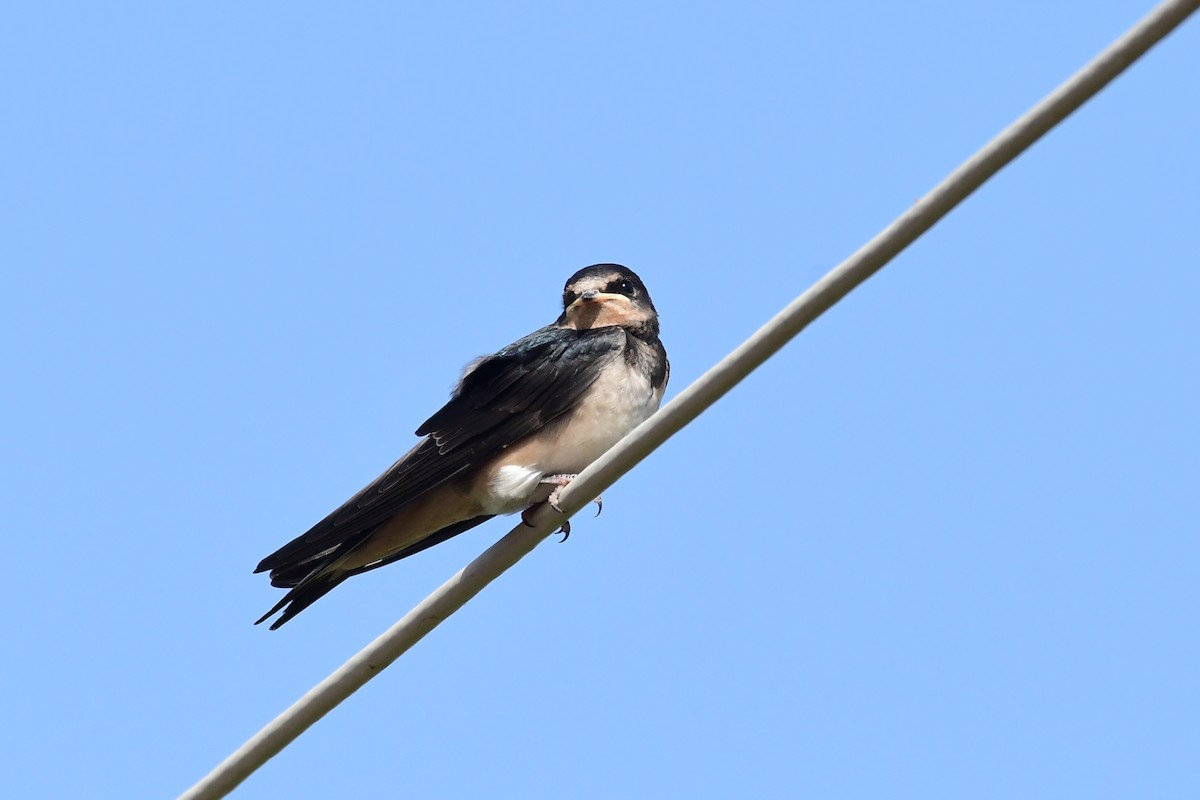 Barn Swallow - ML620297720