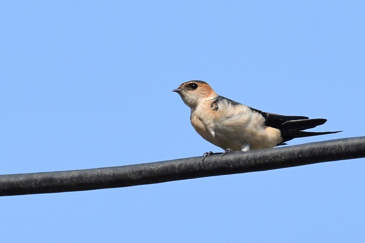 Red-rumped Swallow - ML620297723