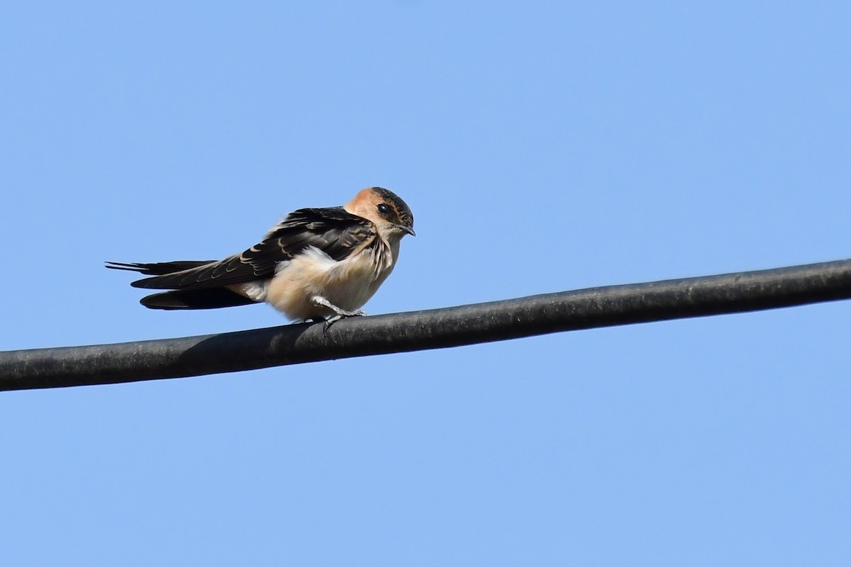 Red-rumped Swallow - ML620297724