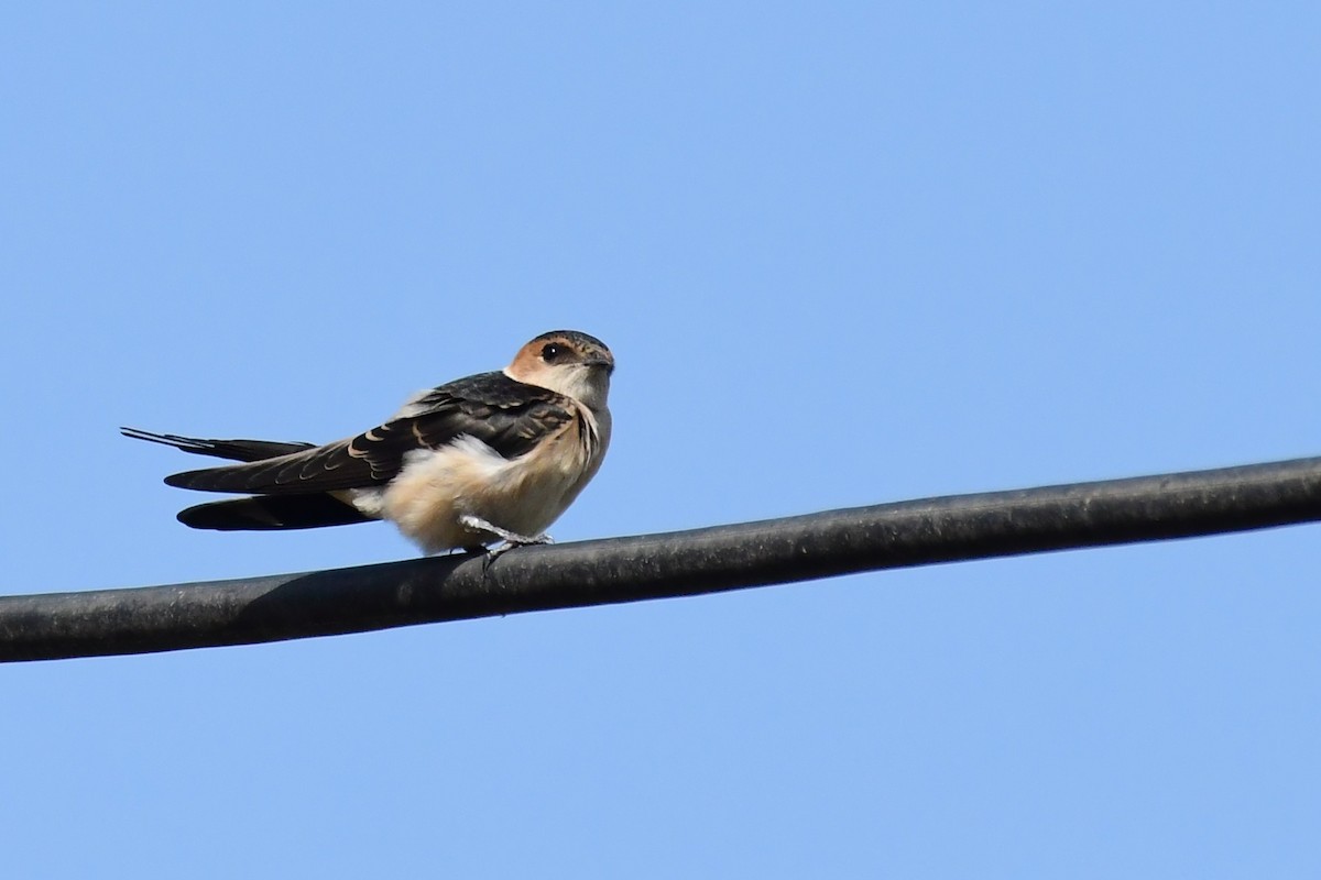 Red-rumped Swallow - ML620297725
