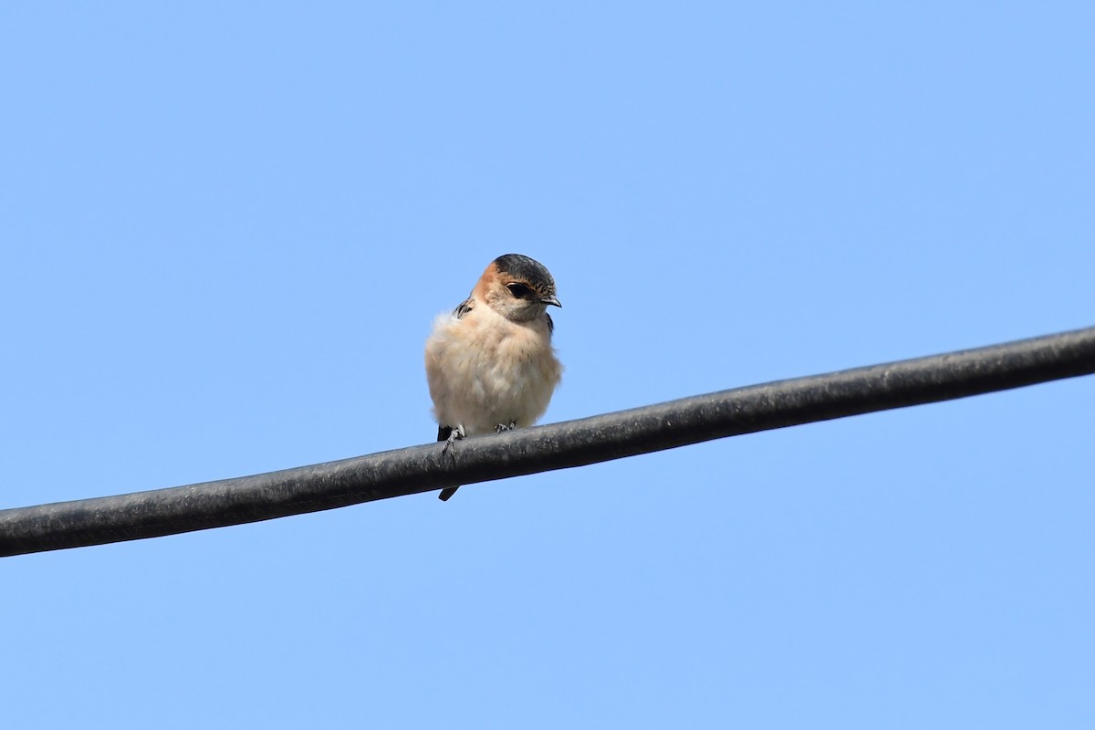 Red-rumped Swallow - ML620297726