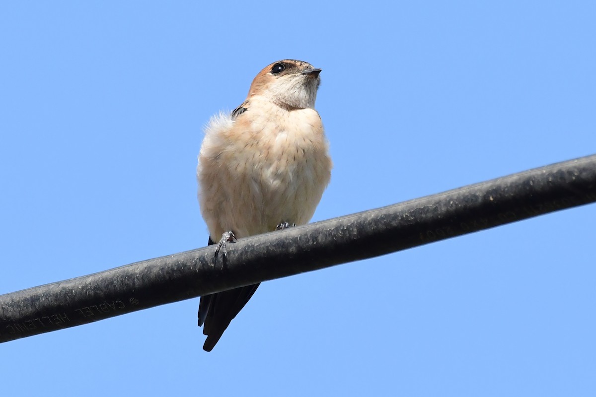 Red-rumped Swallow - ML620297727