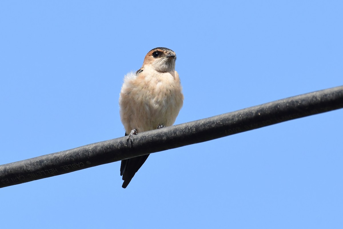 Red-rumped Swallow - ML620297728