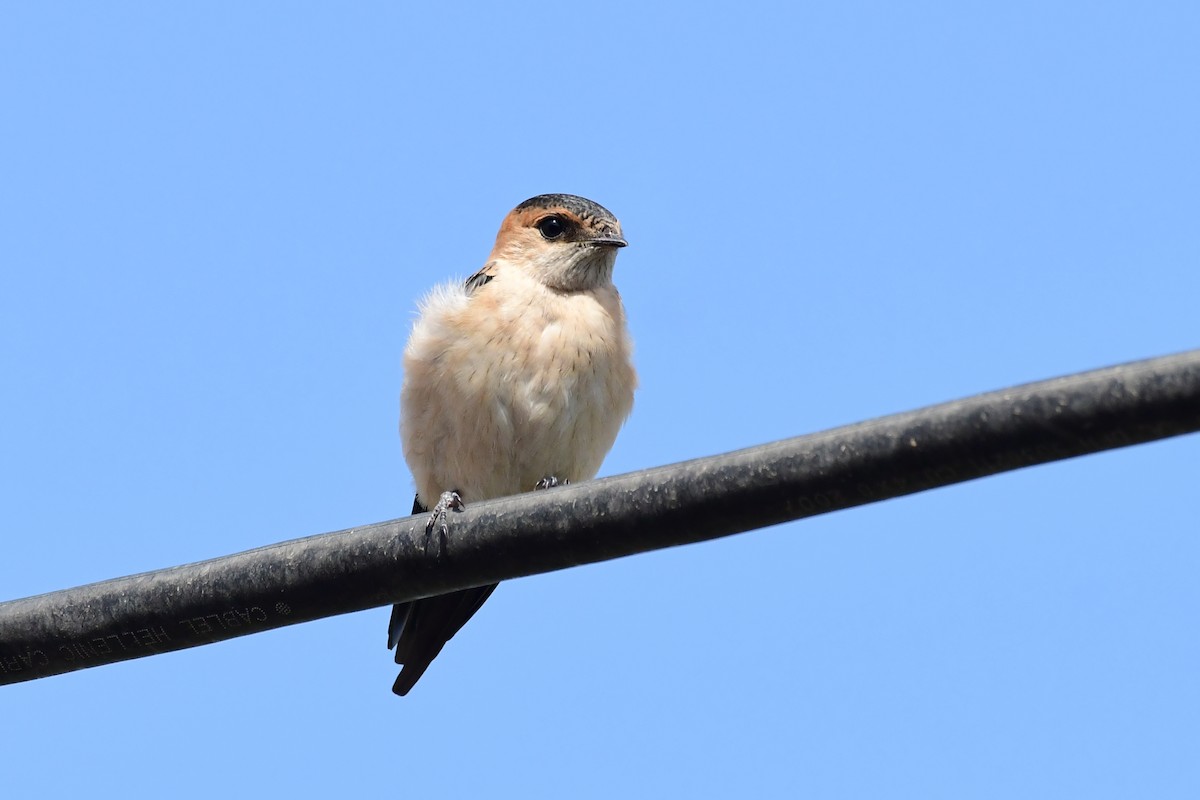 Red-rumped Swallow - ML620297729