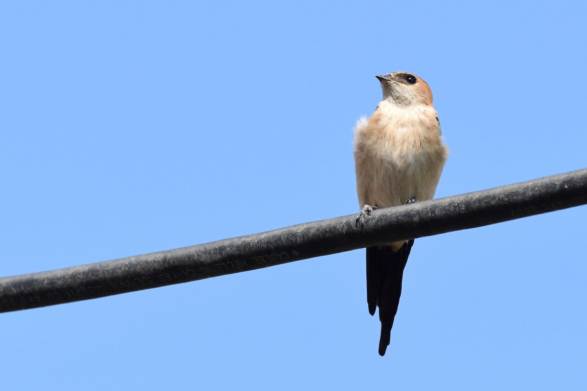 Red-rumped Swallow - ML620297730