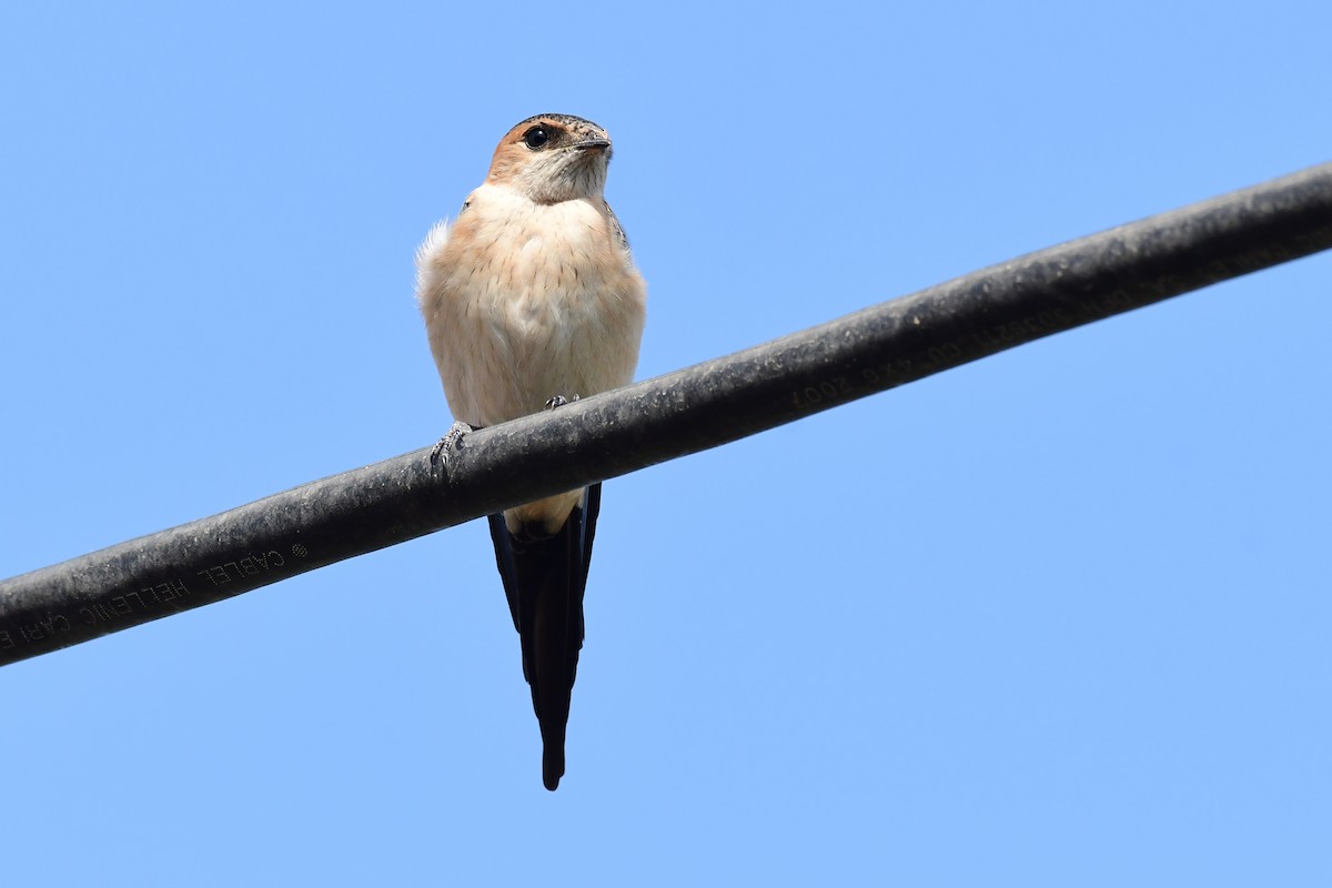 Red-rumped Swallow - ML620297731