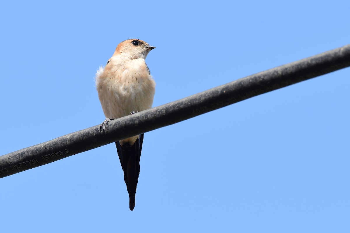 Red-rumped Swallow - ML620297732