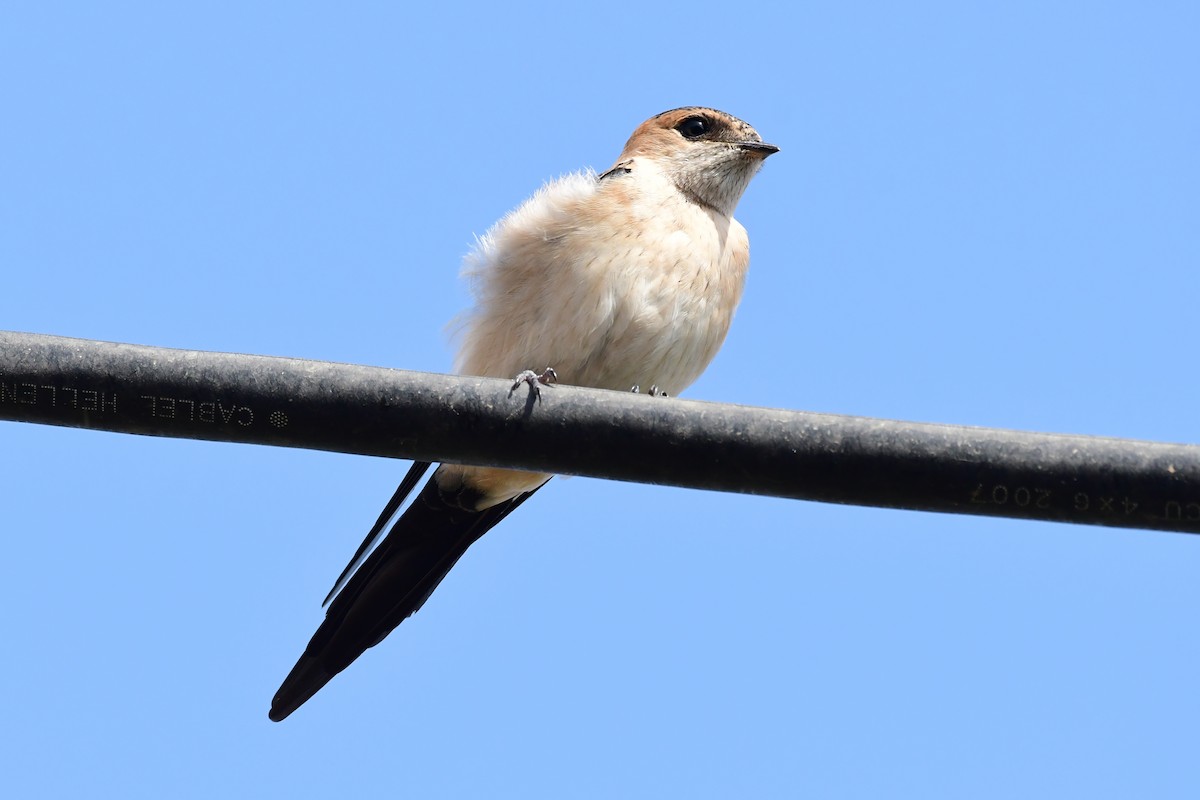 Red-rumped Swallow - ML620297733