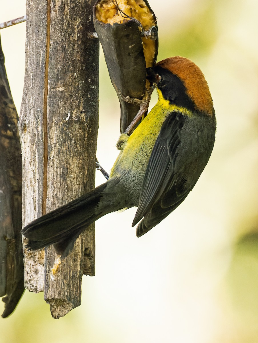 Yellow-breasted Brushfinch - ML620297742