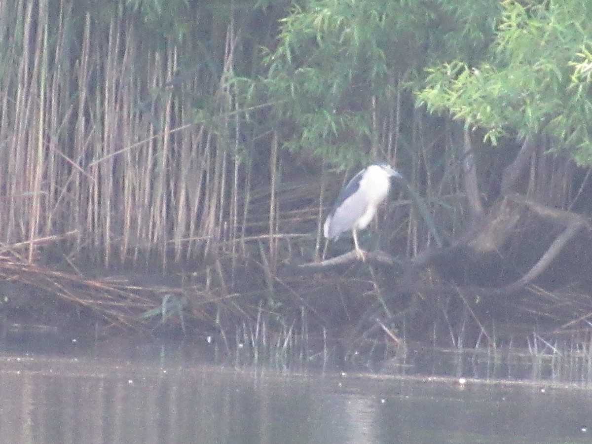 Black-crowned Night Heron - ML620297745