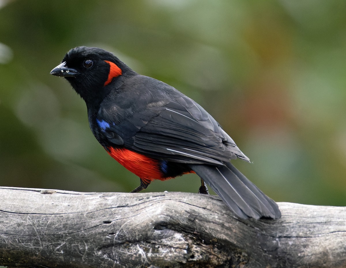 Scarlet-bellied Mountain Tanager - ML620297746