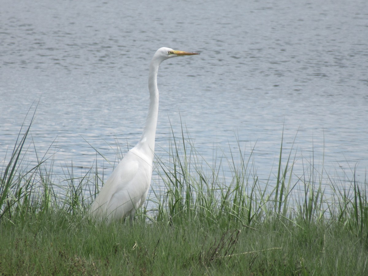 Great Egret - ML620297747