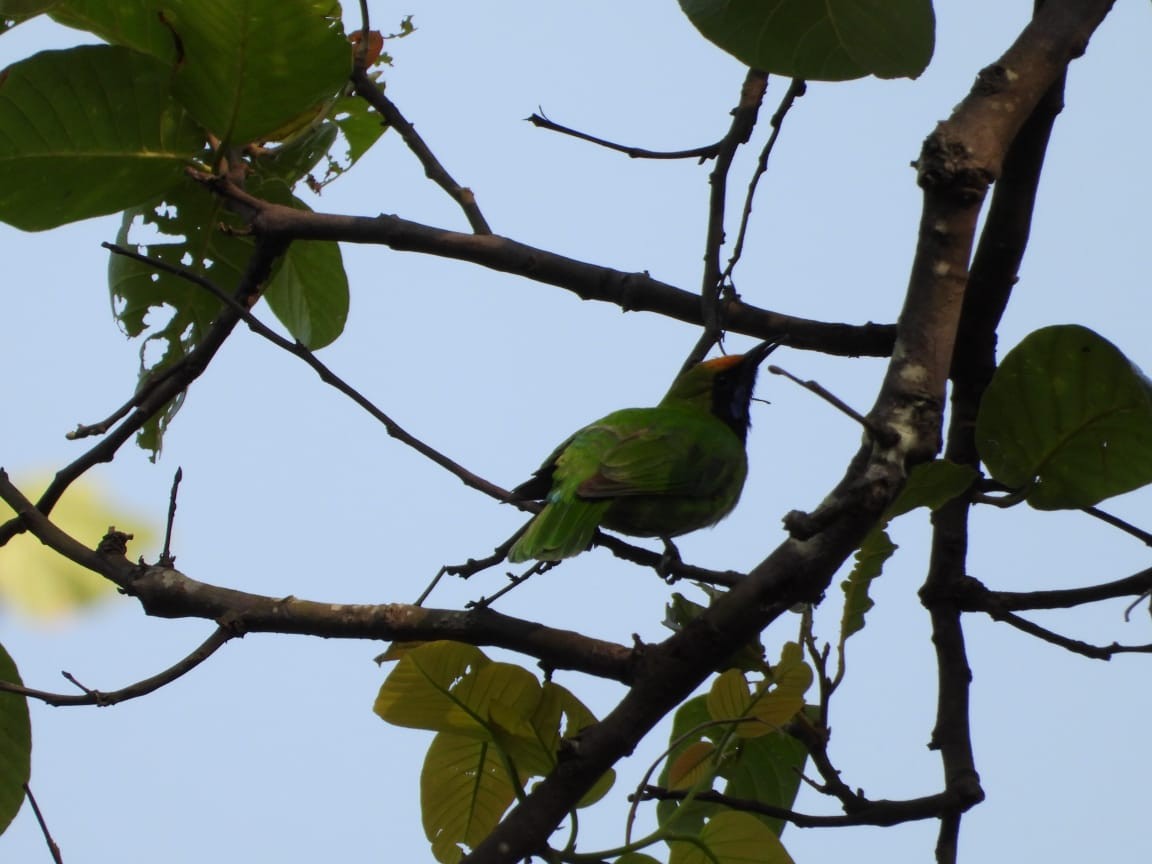 Golden-fronted Leafbird - ML620297749