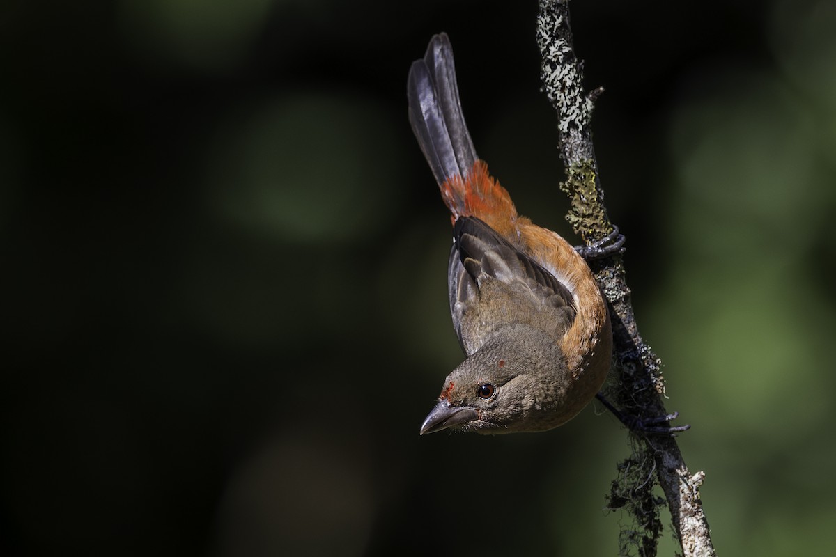 Brazilian Tanager - ML620297750