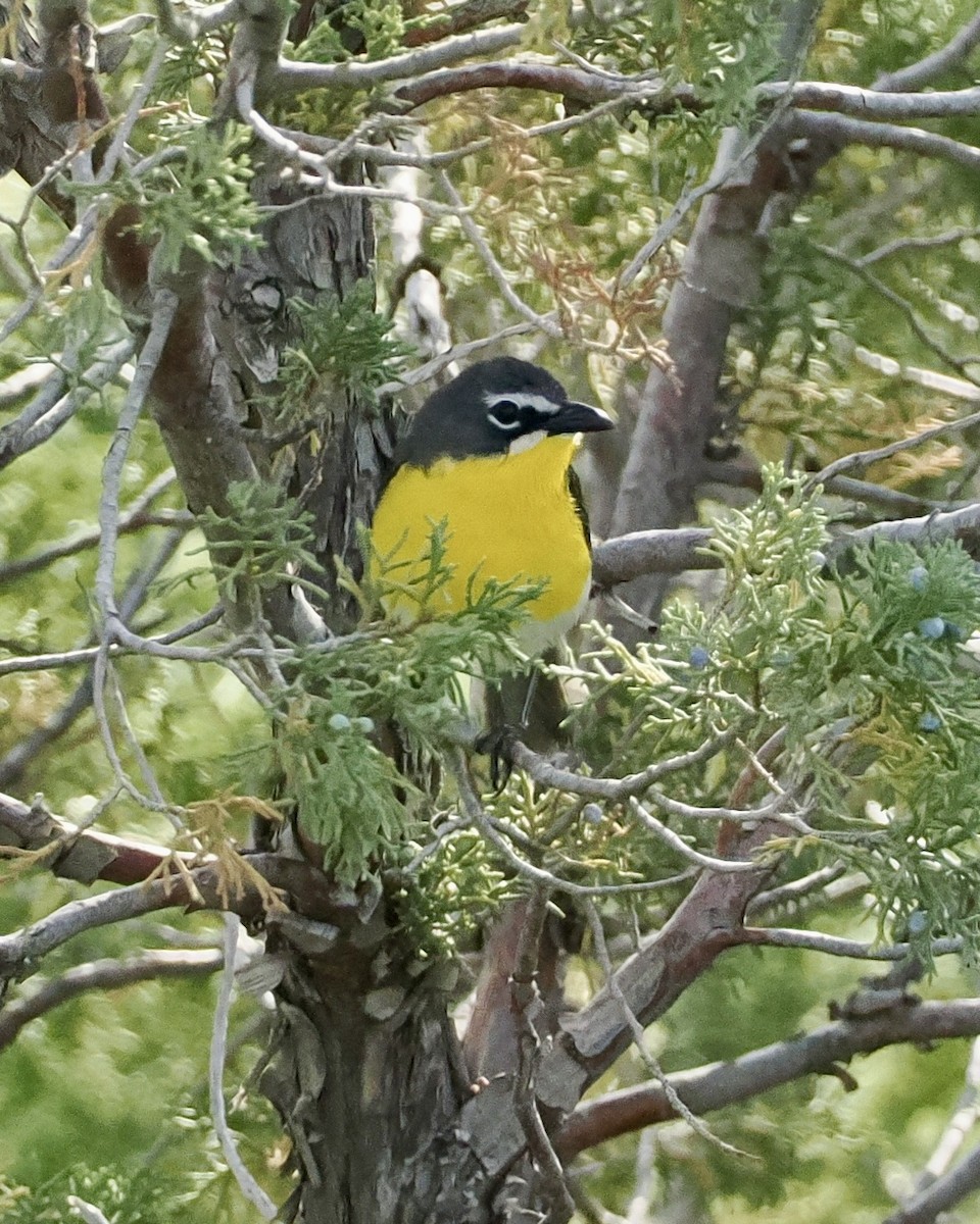 Yellow-breasted Chat - ML620297753