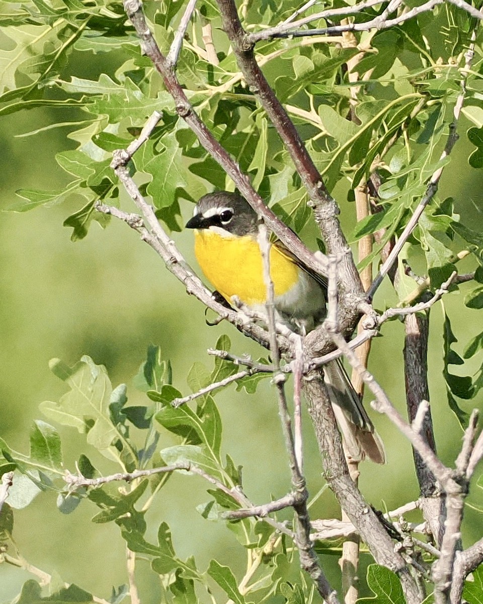 Yellow-breasted Chat - ML620297754