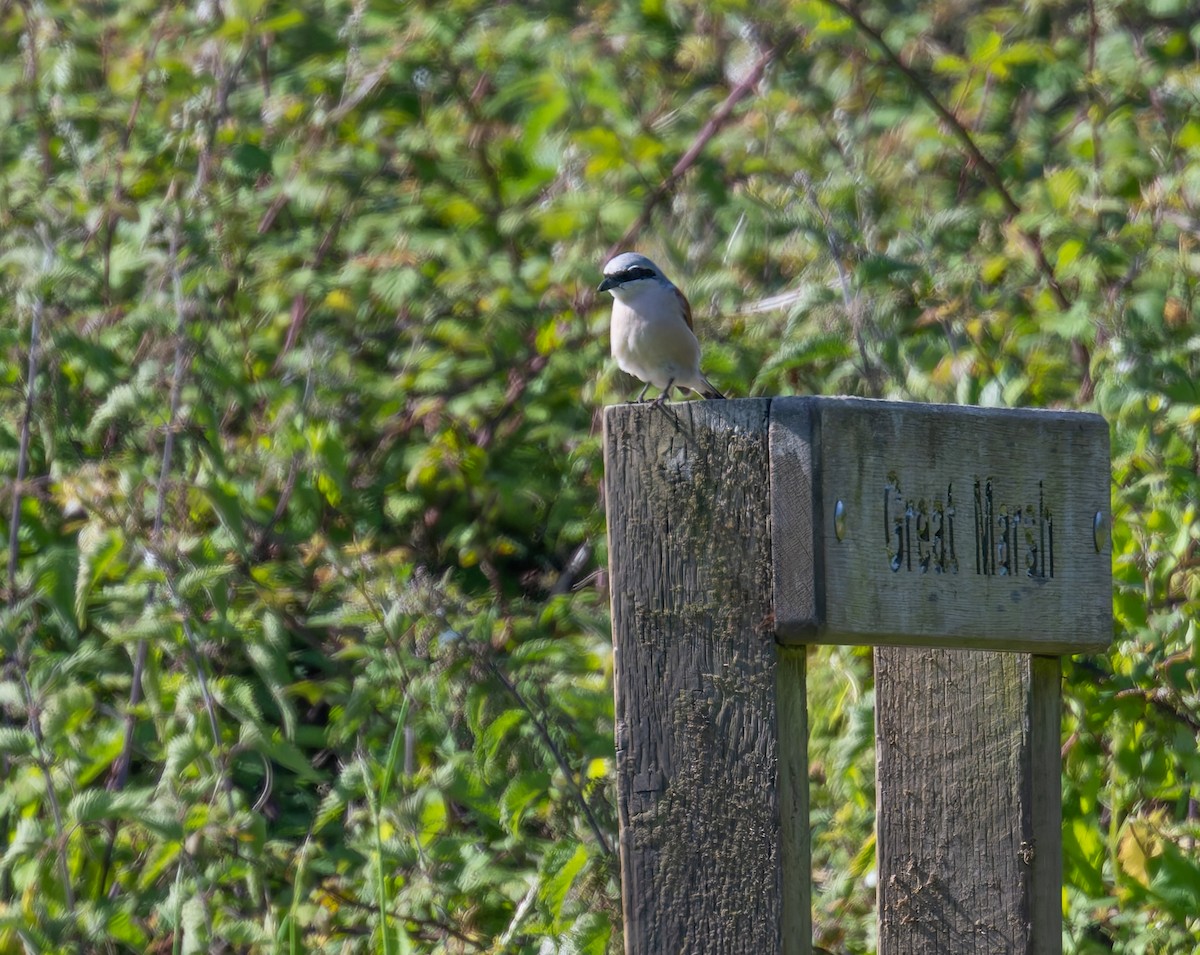 Red-backed Shrike - ML620297762