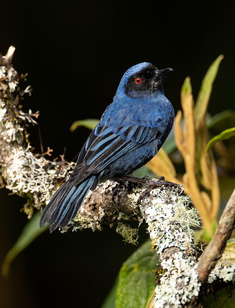 Masked Flowerpiercer - ML620297763