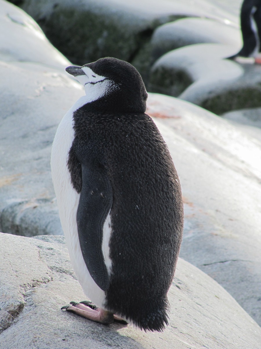 Антарктический пингвин - ML620297765