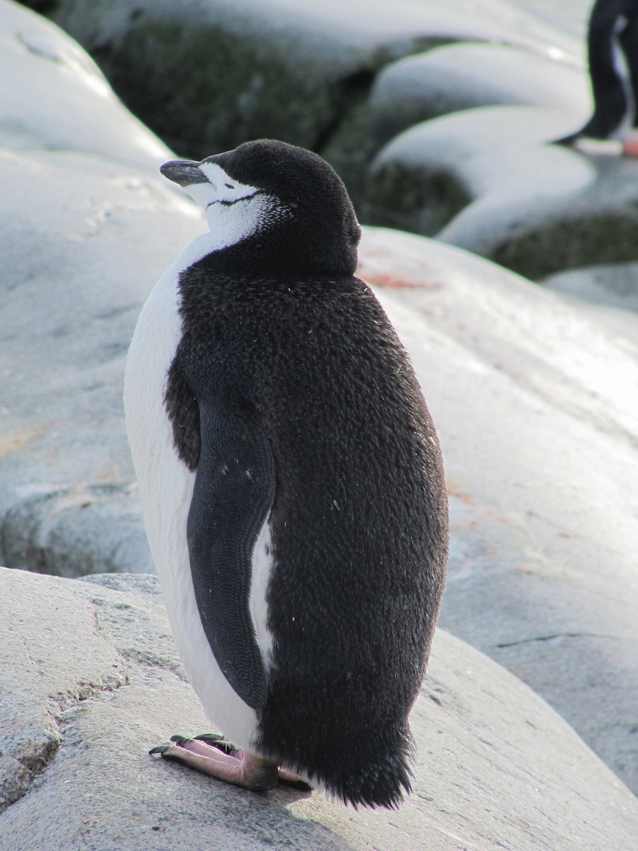 Chinstrap Penguin - ML620297765