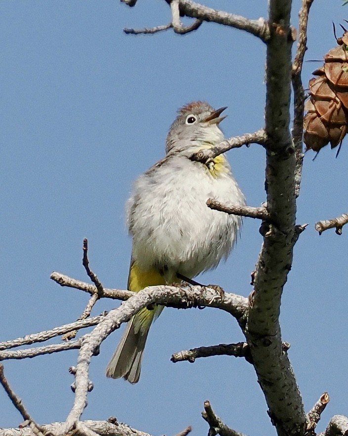 Virginia's Warbler - ML620297770