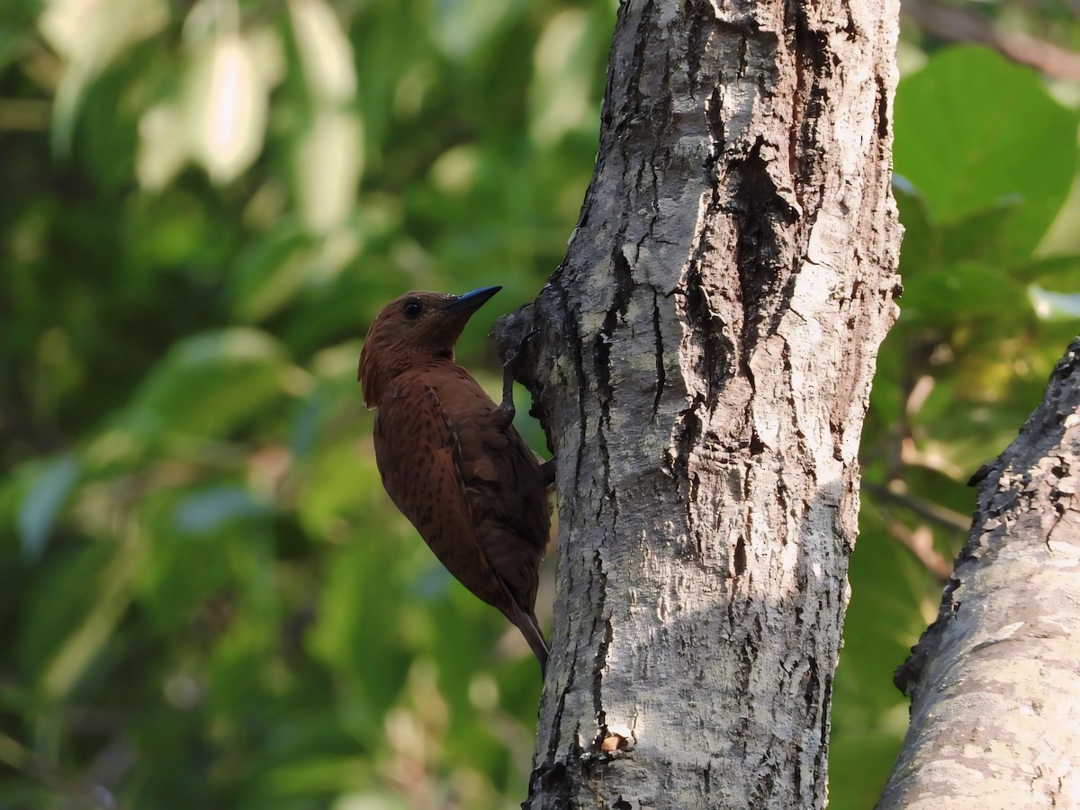 Rufous Woodpecker - ML620297774