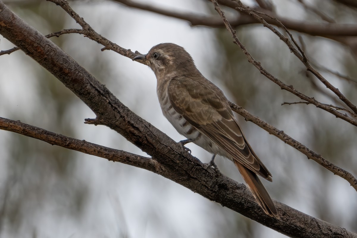 Horsfield's Bronze-Cuckoo - ML620297778